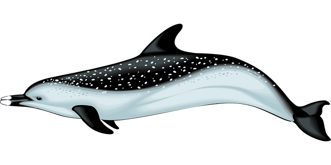 Sparkling Dolphin Illustration PNG Image