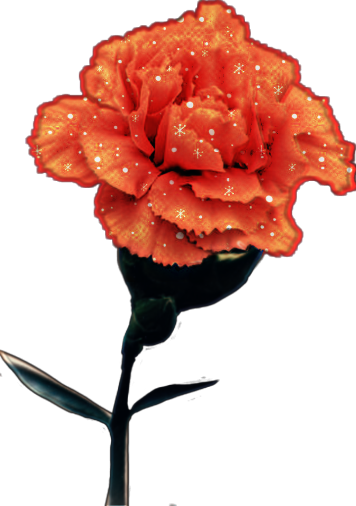 Sparkling Orange Roseon Gray Background PNG Image