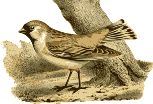 Sparrow Illustration Artwork PNG Image