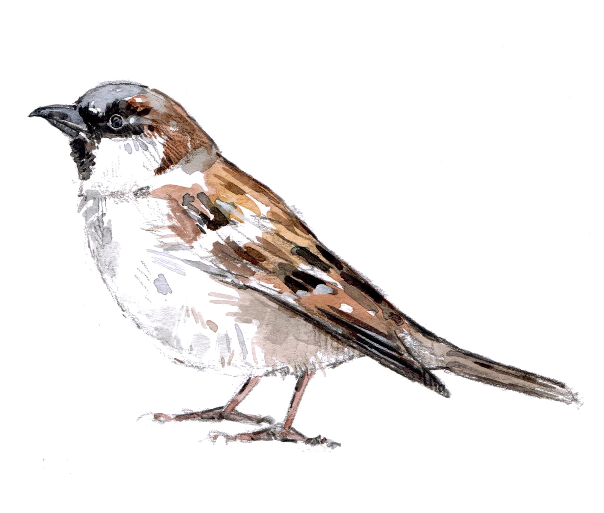 Sparrow Sketch Artwork PNG Image