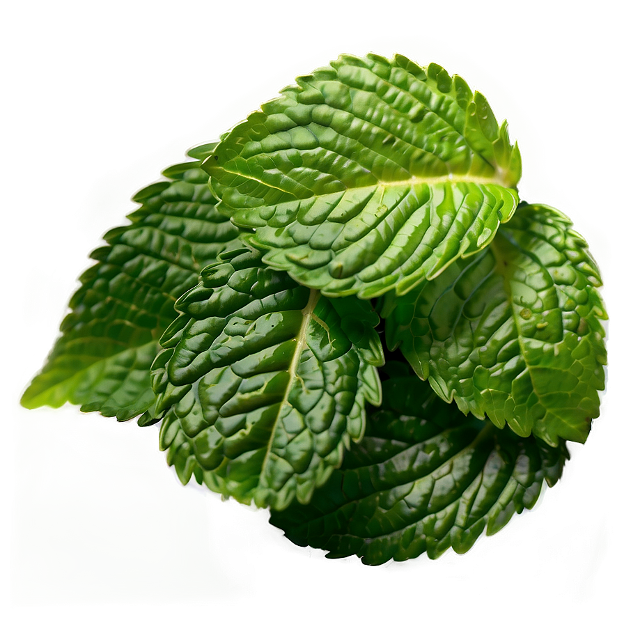 Spearmint Leaf Png 77 PNG Image