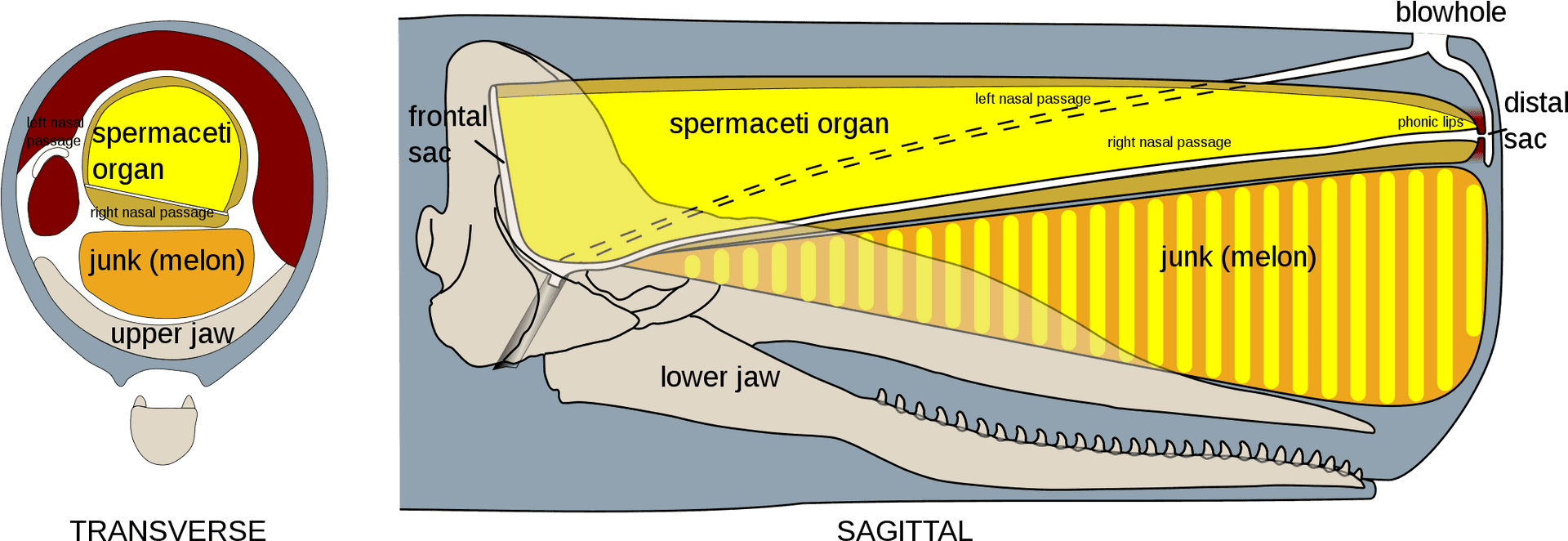 Sperm_ Whale_ Head_ Anatomy PNG Image