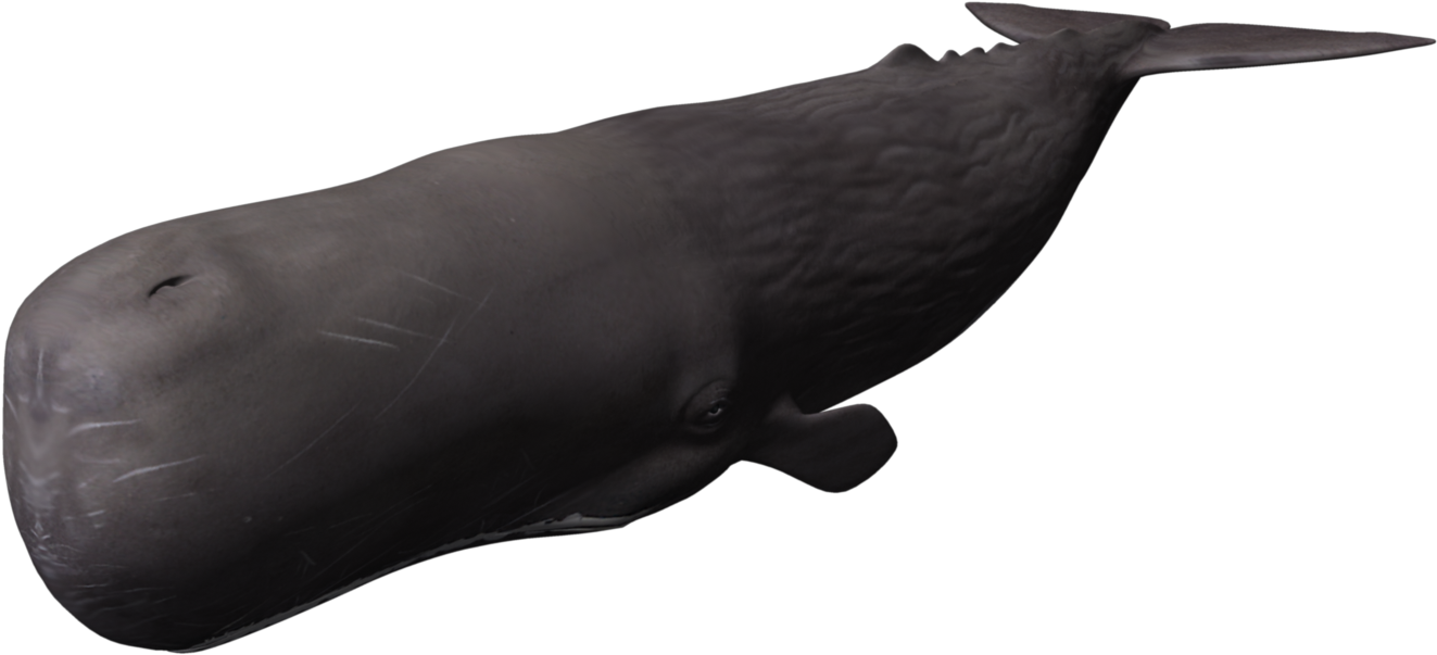 Sperm Whale Illustration PNG Image