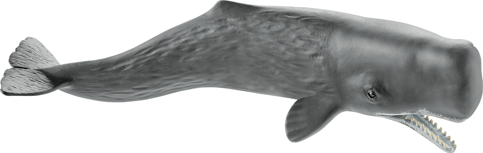 Sperm Whale Illustration PNG Image