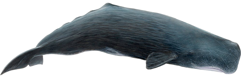 Sperm Whale Side View.png PNG Image