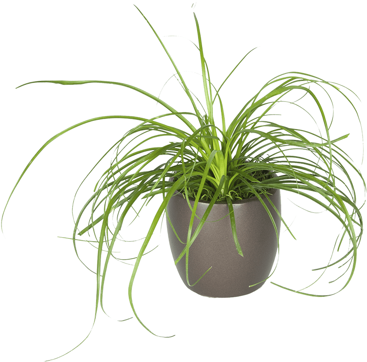 Spider Plantin Grey Pot PNG Image