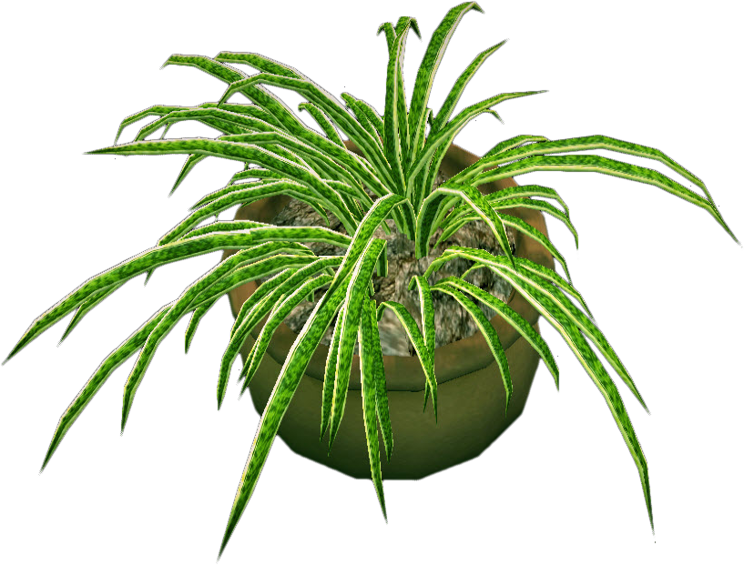 Spider Plantin Pot PNG Image