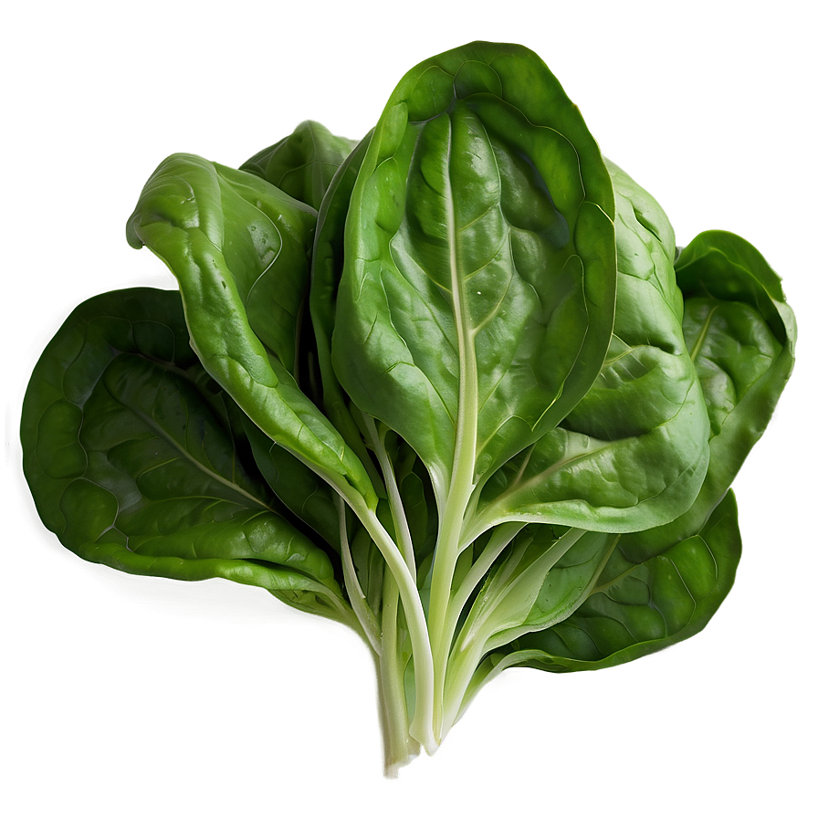 Spinach Lettuce Png Mpc28 PNG Image