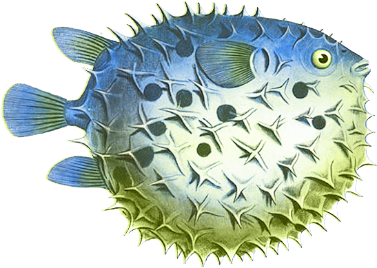 Spiny Puffer Fish Illustration PNG Image