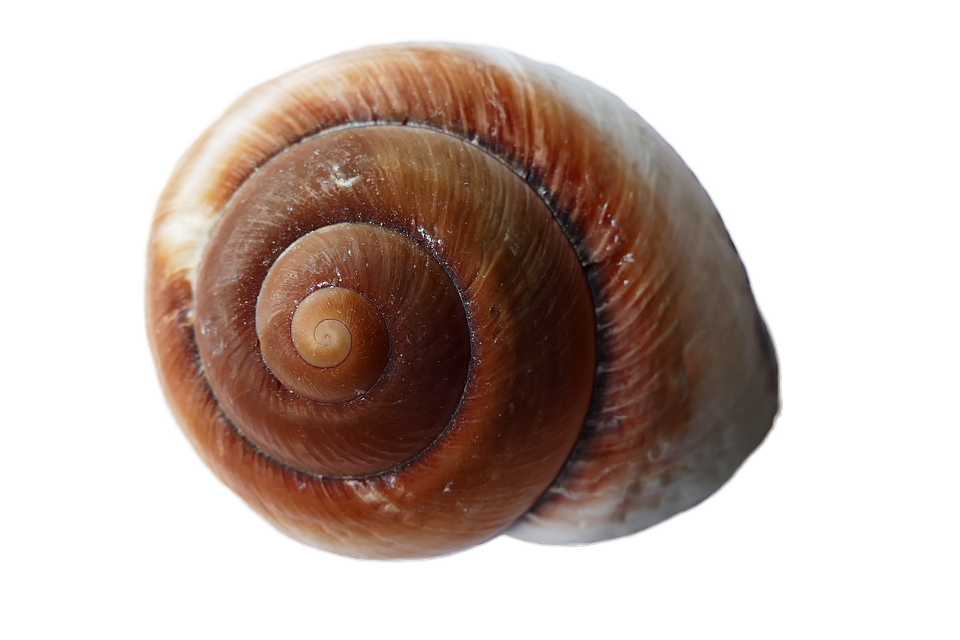 Spiral Brown Seashell Isolated PNG Image