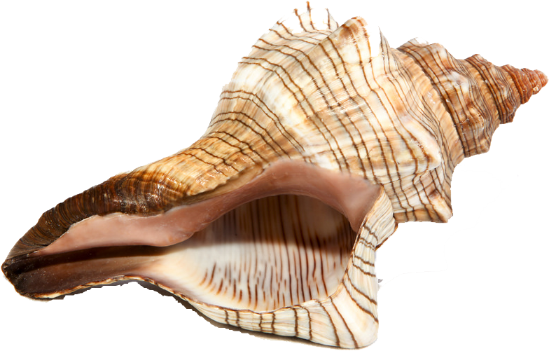 Spiral Conch Shell Isolated PNG Image