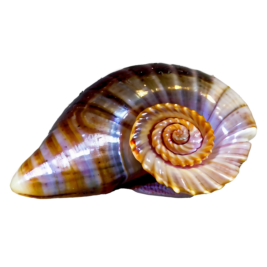 Spiral Sea Shell Png 05212024 PNG Image