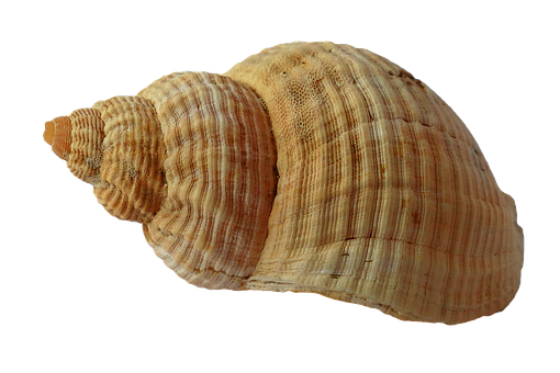 Spiral Seashell Black Background PNG Image