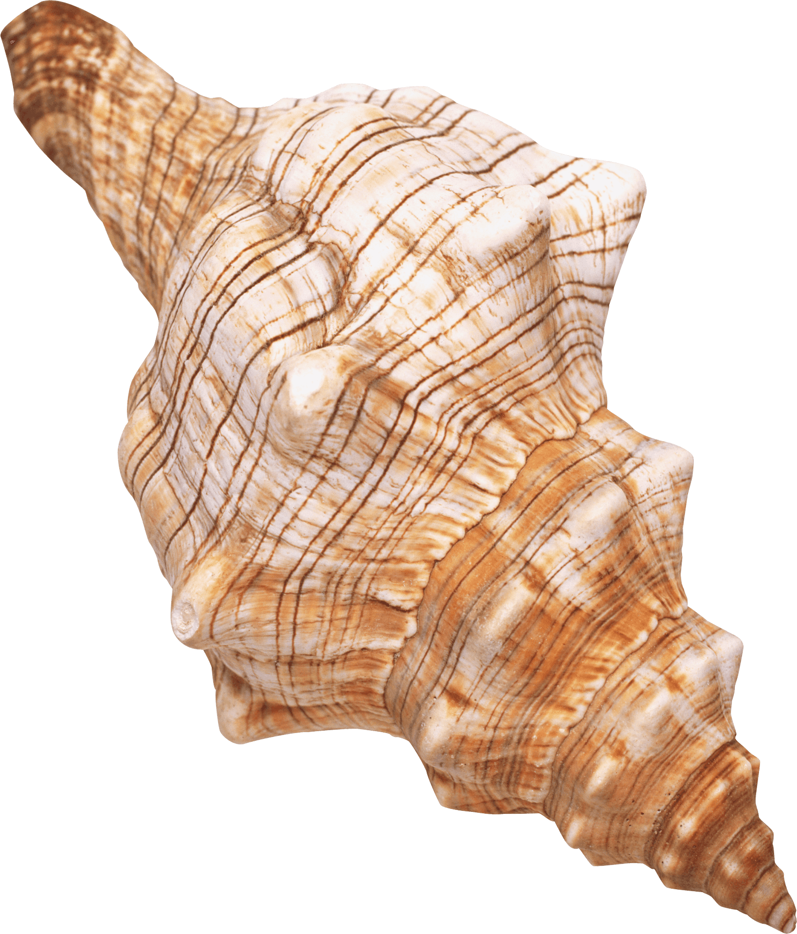 Spiral Seashell Isolated Background PNG Image