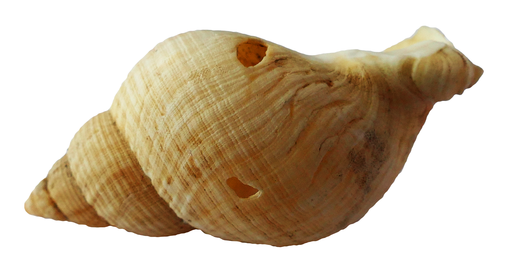 Spiral Seashell Isolated PNG Image