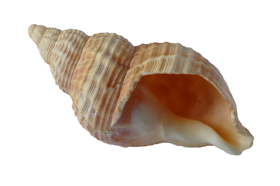 Spiral Seashell Isolated PNG Image