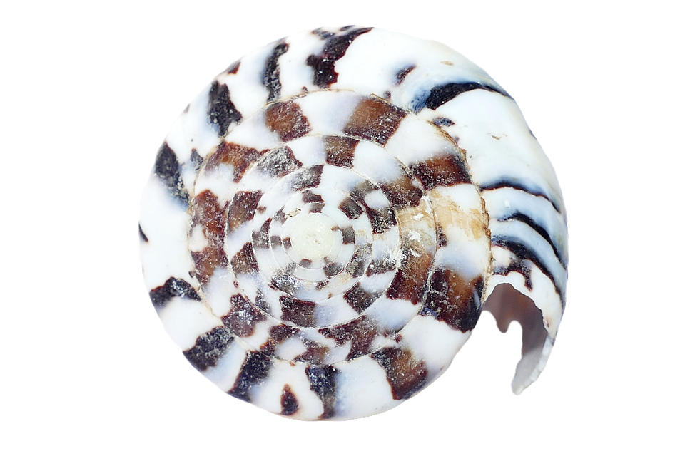 Spiral Seashell Pattern PNG Image