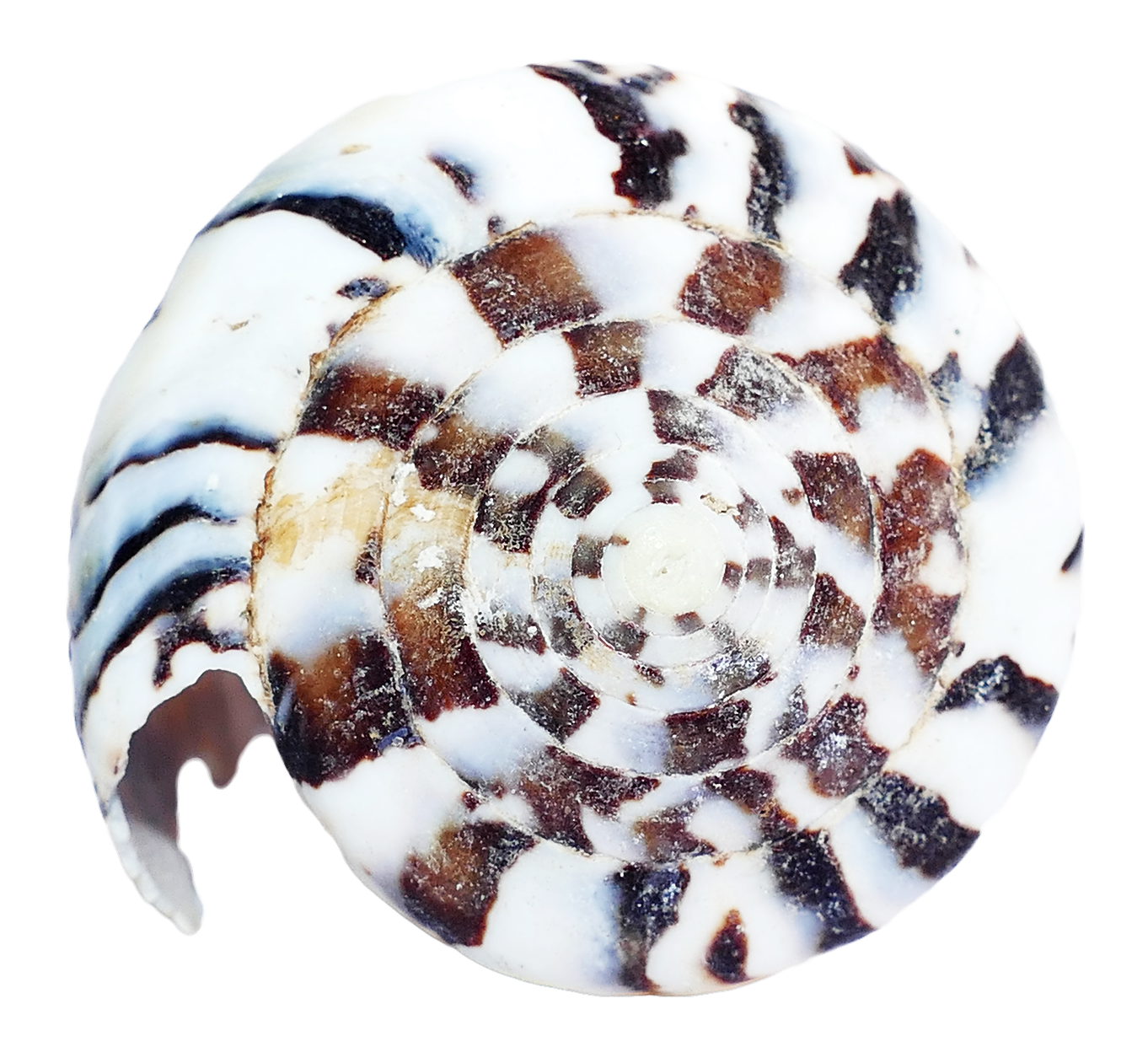 Spiral Seashell Pattern.png PNG Image