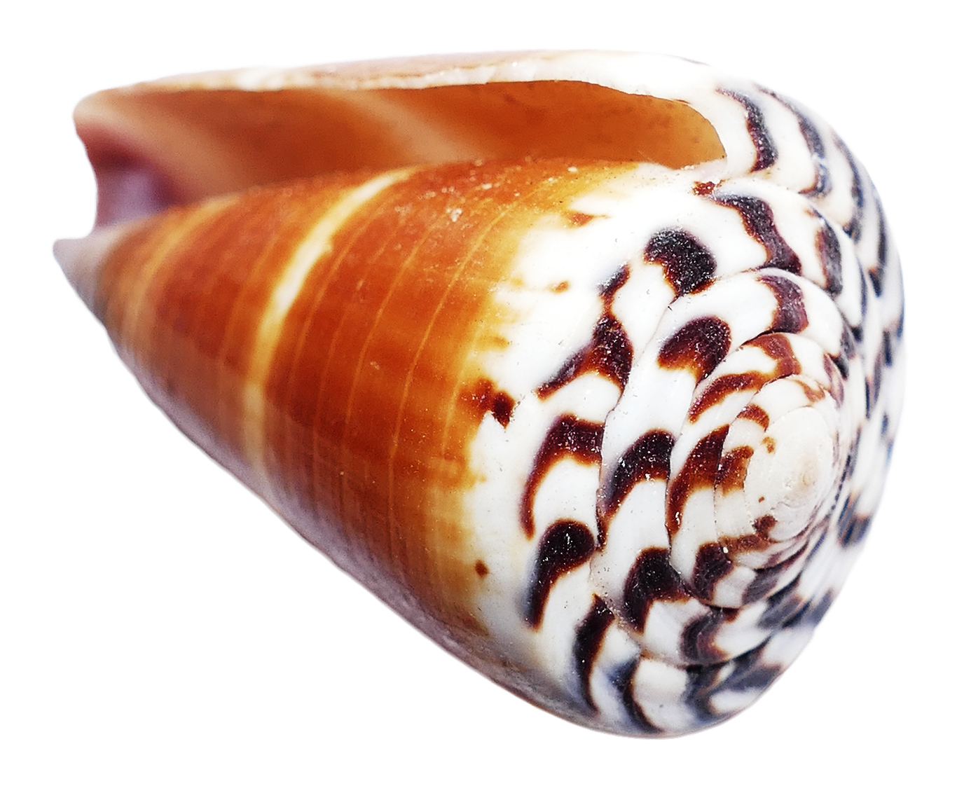 Spiral Seashell Patterns PNG Image