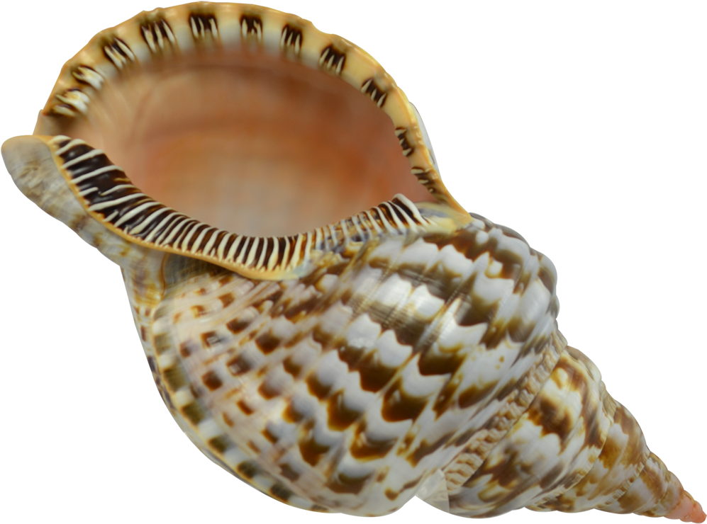 Spiral Seashell Patterns.png PNG Image