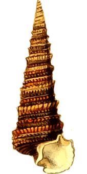 Spiral Seashellon Black Background PNG Image