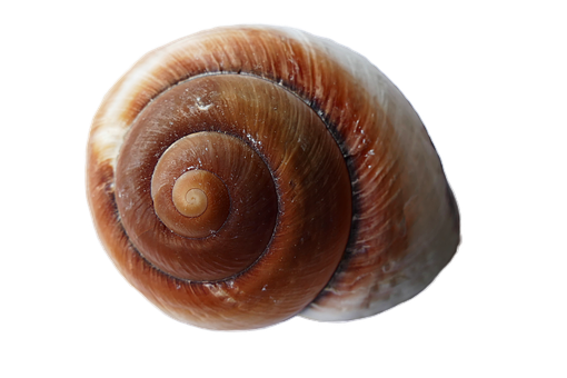 Spiral Seashellon Black Background PNG Image