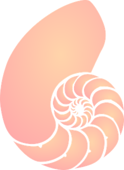 Spiral Shell Illustration PNG Image