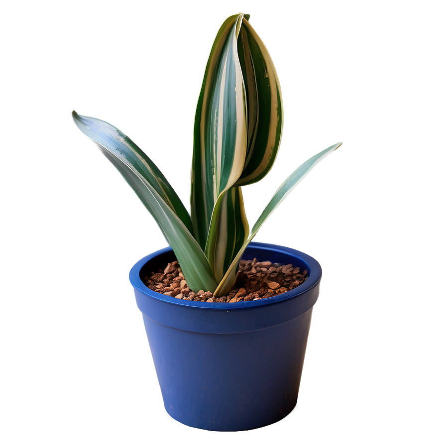 Spiral Snake Plant Png 06122024 PNG Image