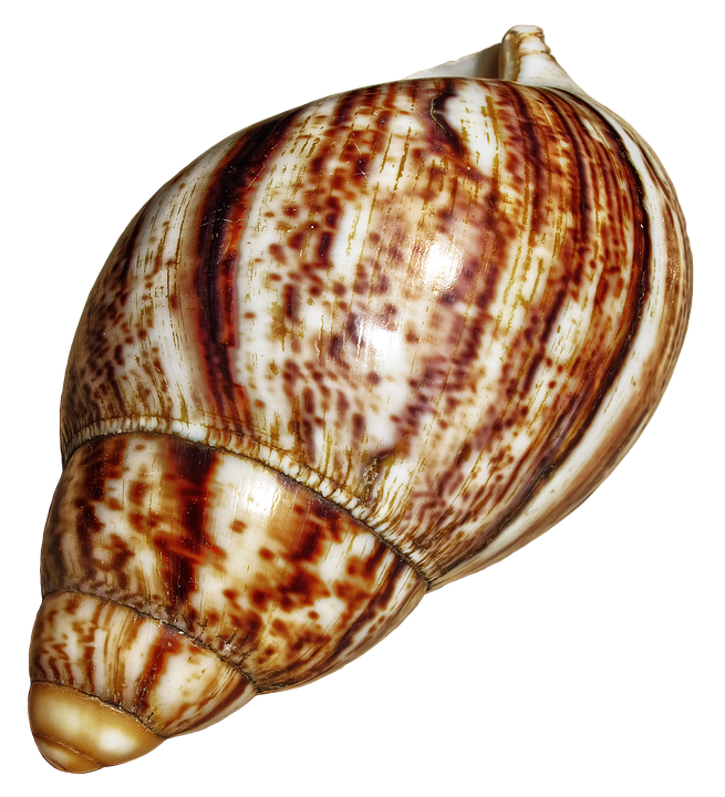 Spiraled Brown Seashell PNG Image