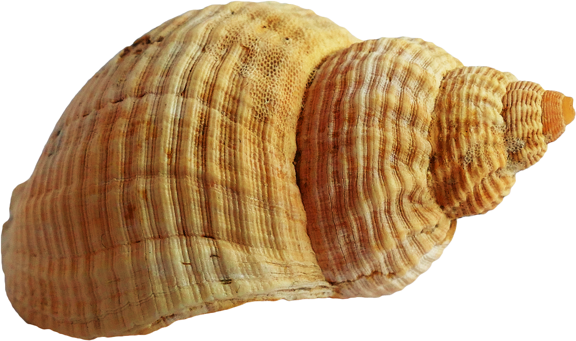 Spiraled Brown Seashell Isolated PNG Image