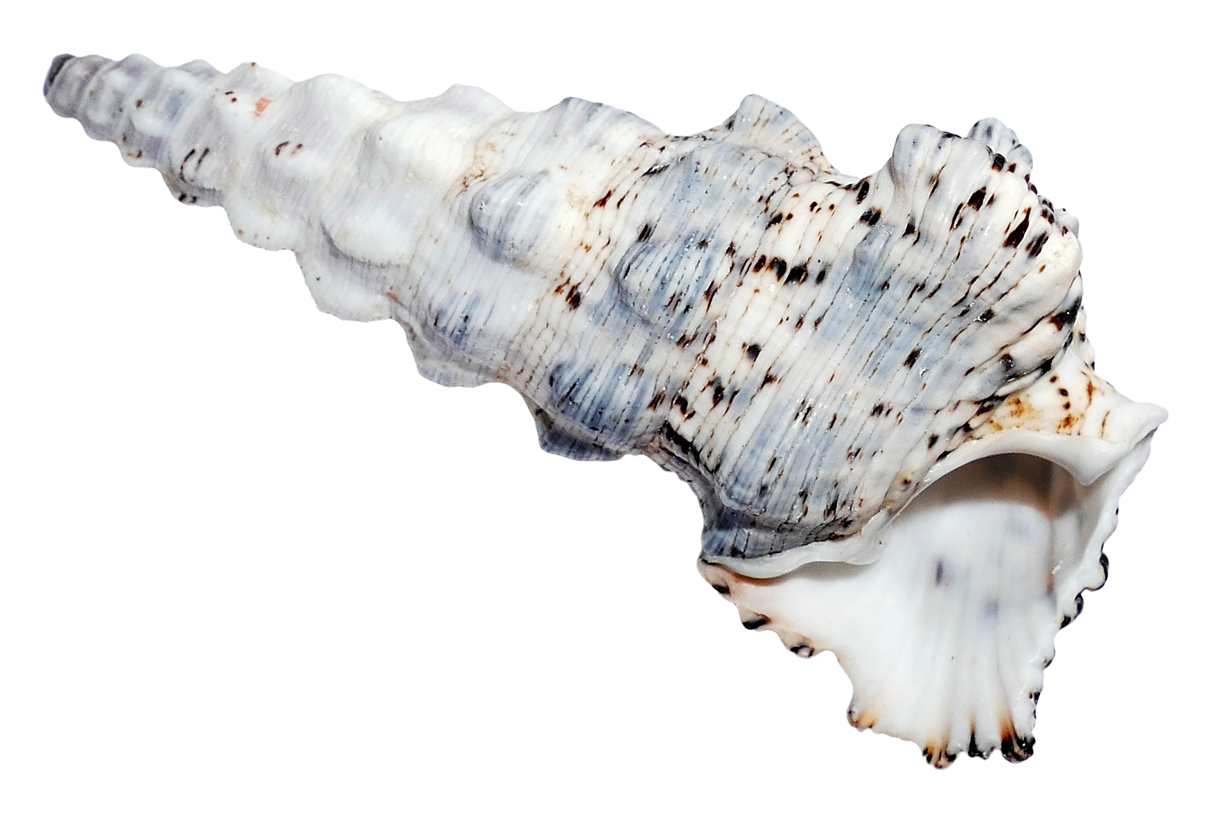 Spiraled Sea Shell Isolated PNG Image