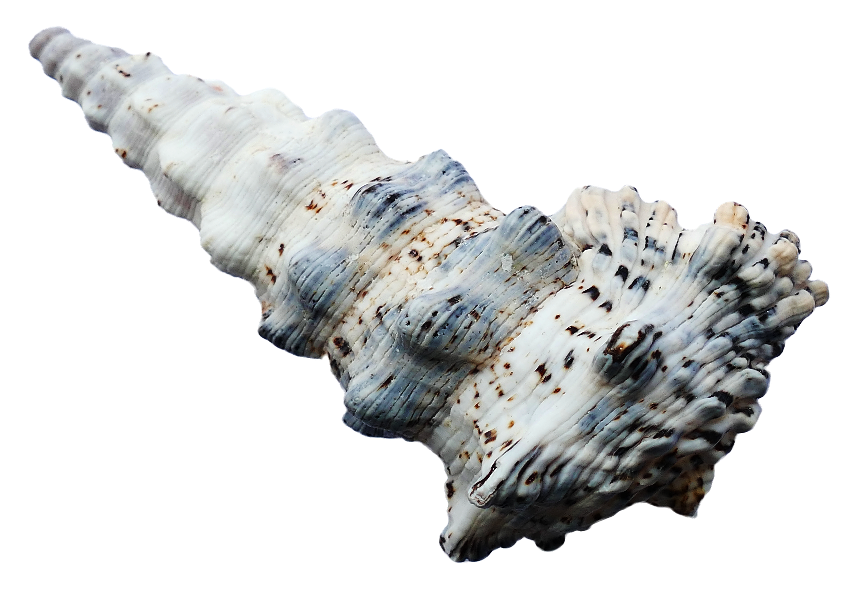 Spiraled Sea Shell Isolated PNG Image