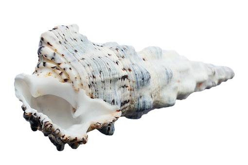 Spiraled Seashell Isolated PNG Image