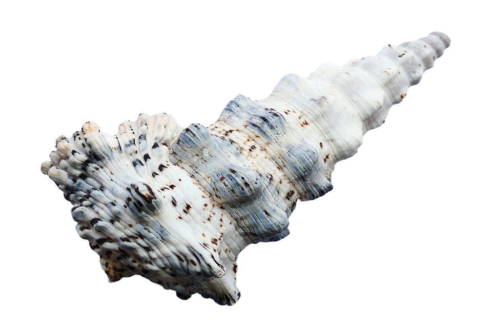 Spiraled Seashell Isolated PNG Image