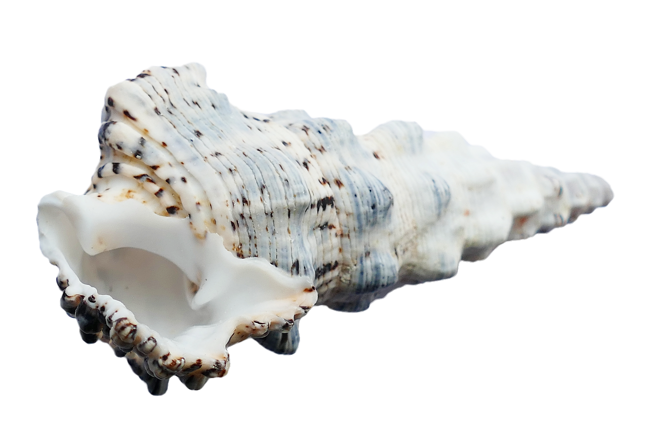 Spiraled Seashell Isolatedon Black PNG Image