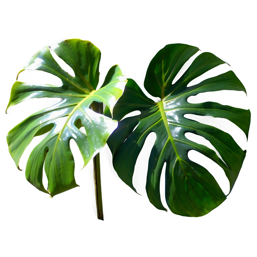 Split Leaf Philodendron Png 05232024 PNG Image