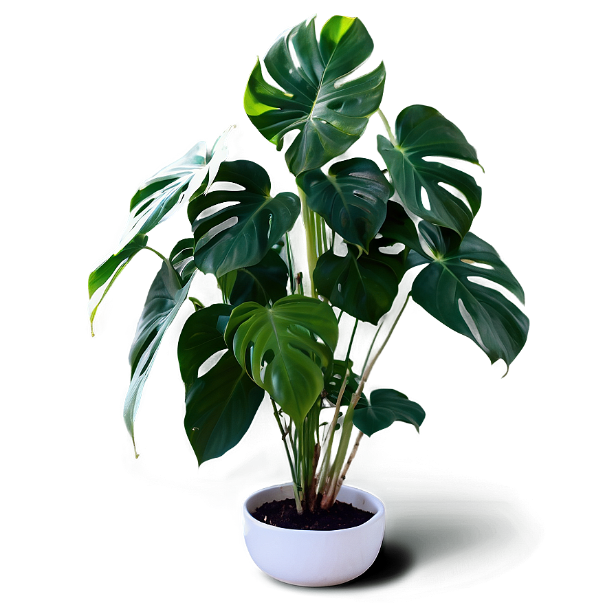 Split Leaf Philodendron Png 05232024 PNG Image