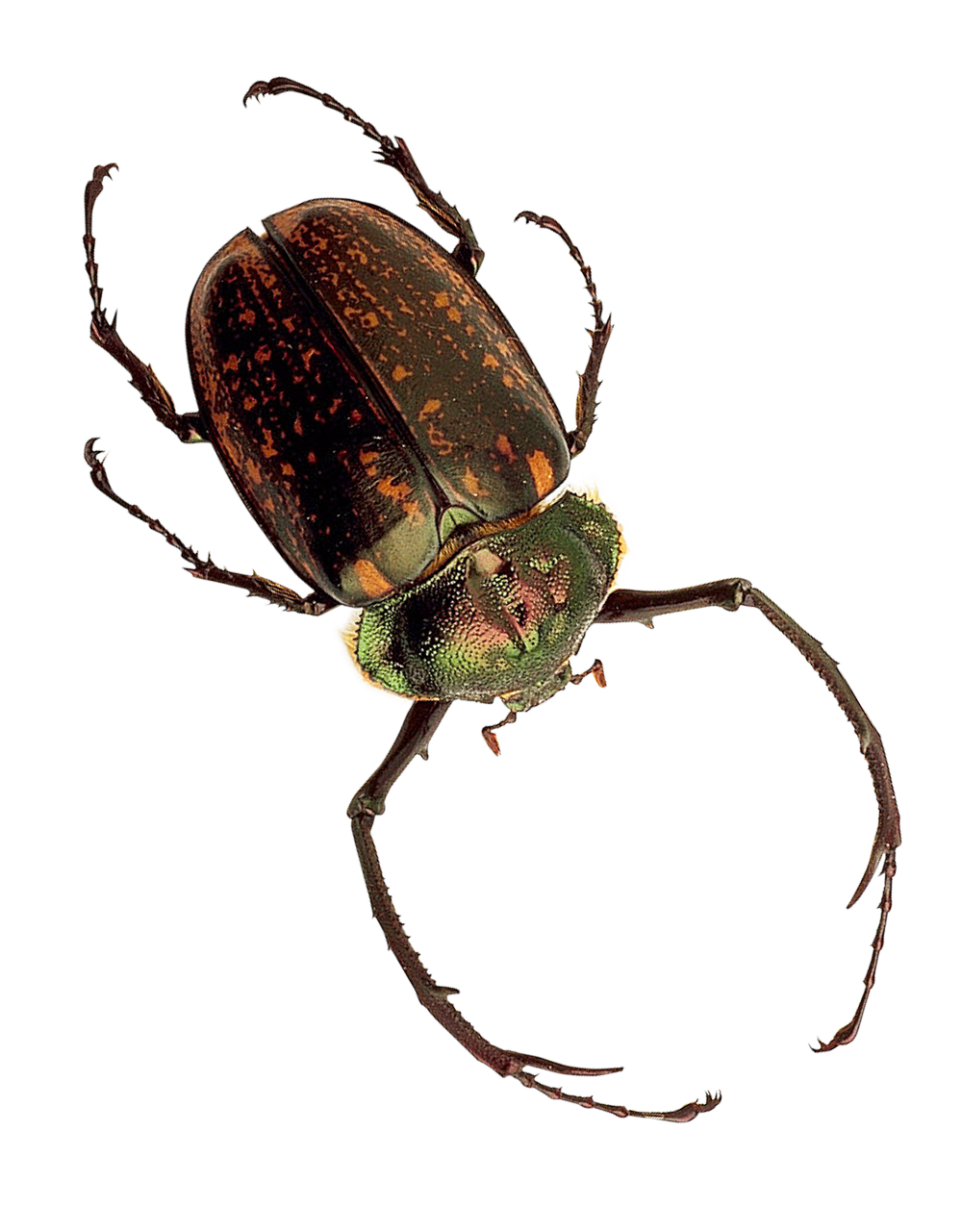 Spotted Beetle Specimen PNG Image