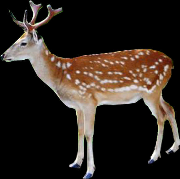 Spotted Deer Isolatedon Black Background PNG Image