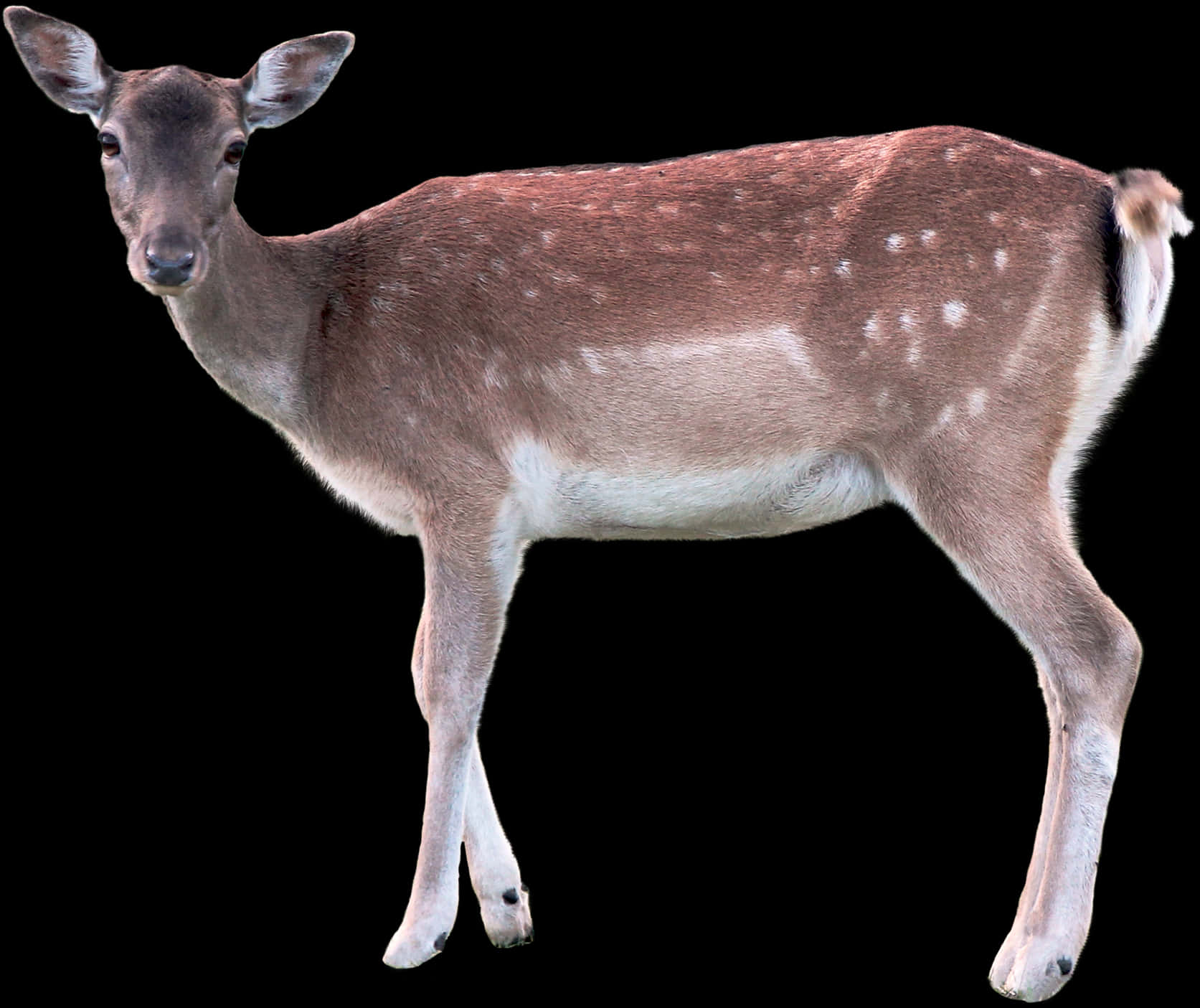 Spotted Deer Isolatedon Black Background.jpg PNG Image