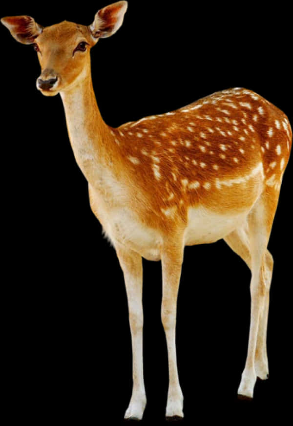 Spotted Deer Standing Black Background.jpg PNG Image