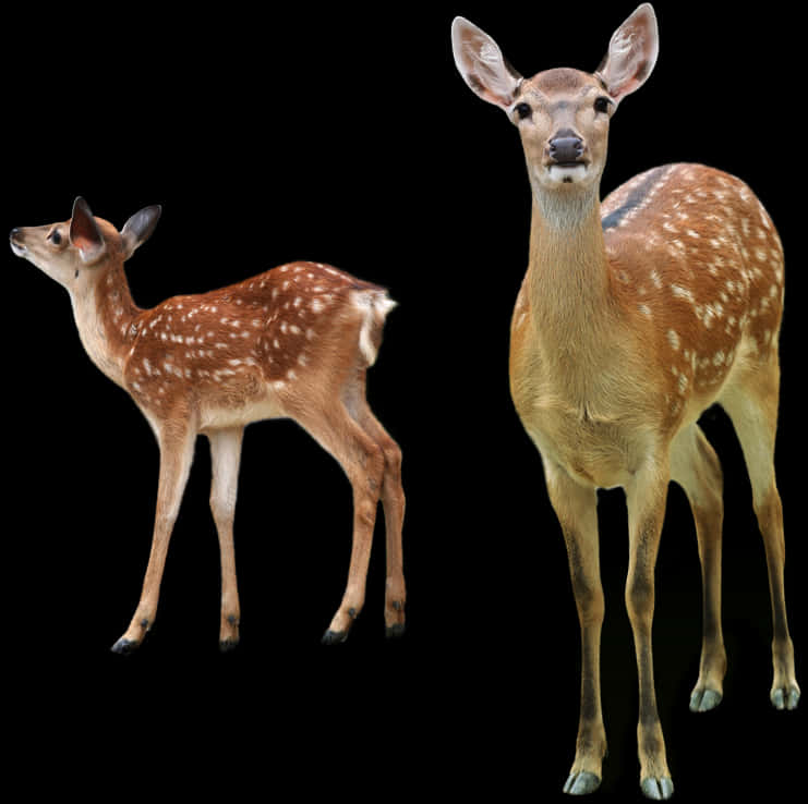 Spotted Deerand Fawn Black Background PNG Image