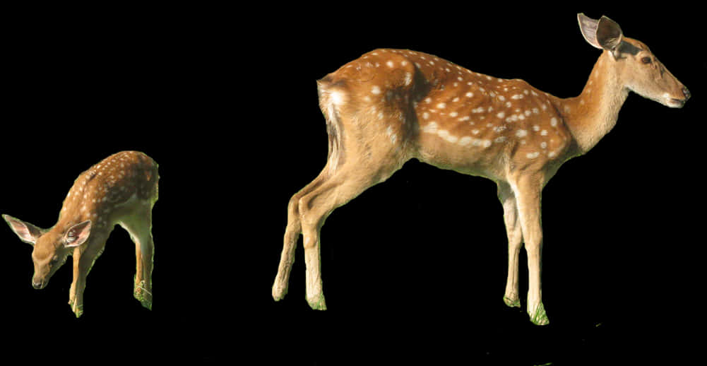 Spotted Fawns Black Background PNG Image