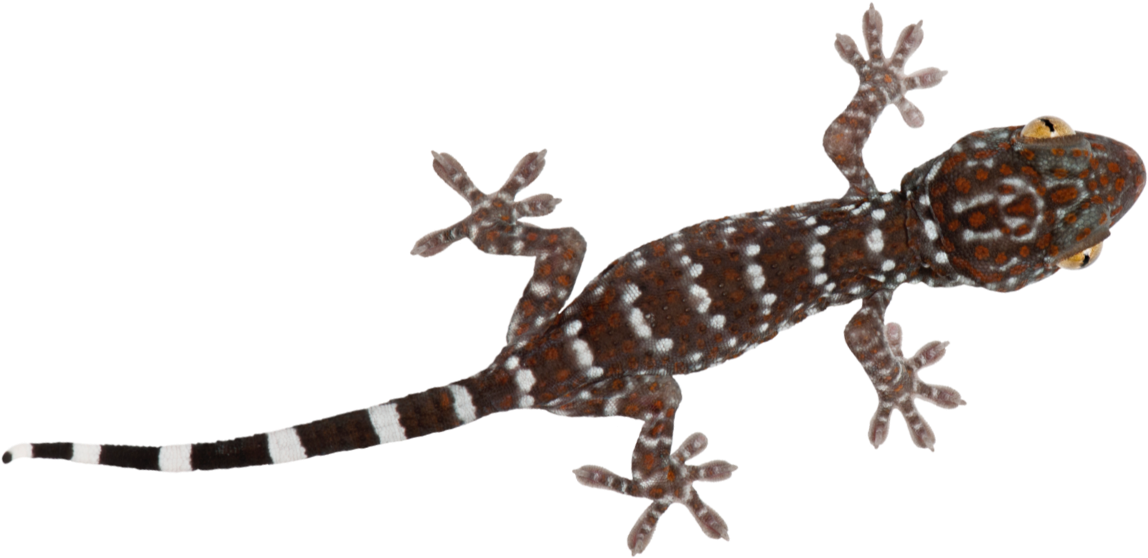 Spotted Geckoon Teal Background PNG Image