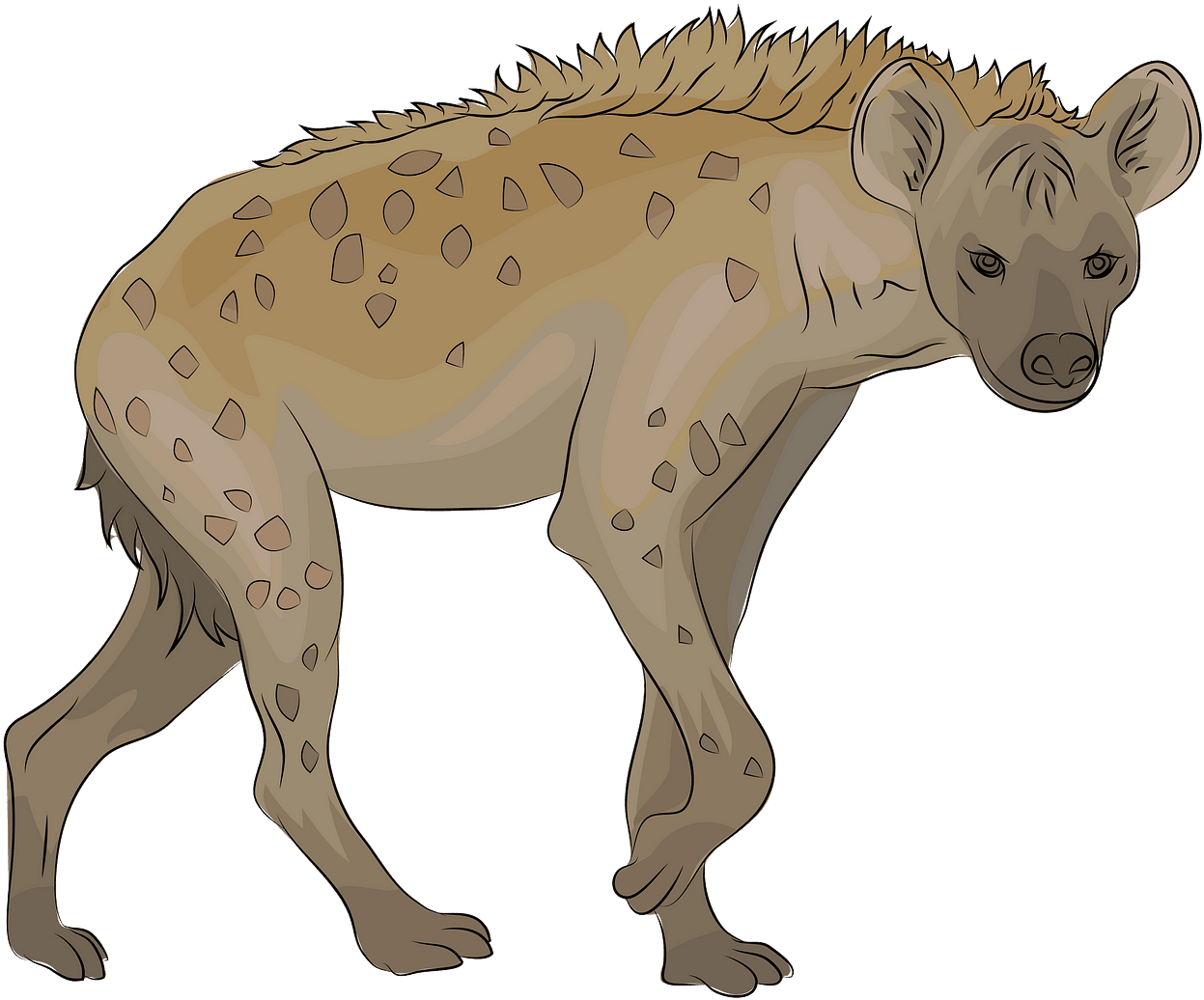 Spotted Hyena Illustration PNG Image