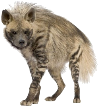 Spotted Hyena Standing Transparent Background.png PNG Image