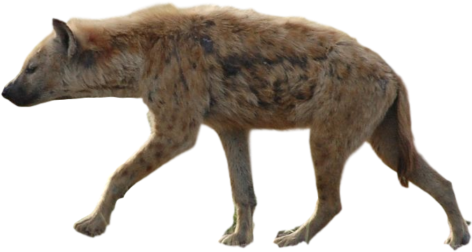 Spotted Hyena Walking Transparent Background PNG Image