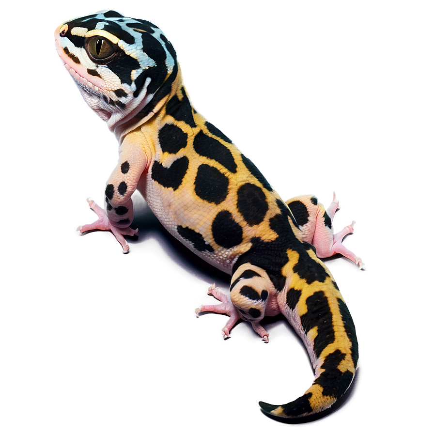 Spotted Leopard Gecko Png 06202024 PNG Image