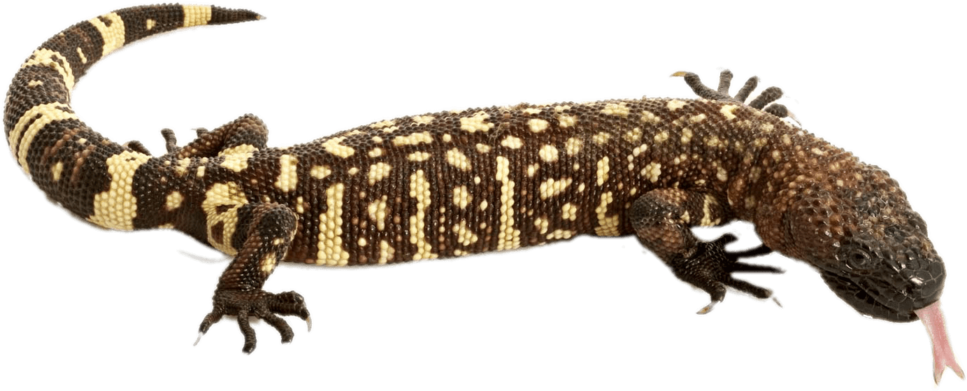 Spotted Lizard Tongue Out PNG Image