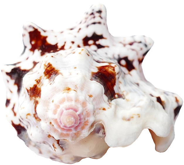 Spotted Marine Seashell.png PNG Image